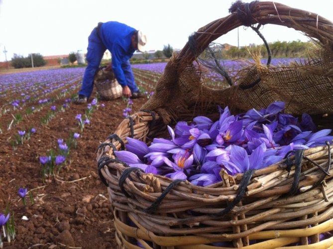 Collection of Saffron