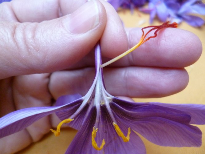 Peel of Saffron (2)