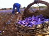 Collection of Saffron