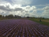 Saffron field