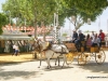 Feria de Sevilla,Spain,Espagne (1)