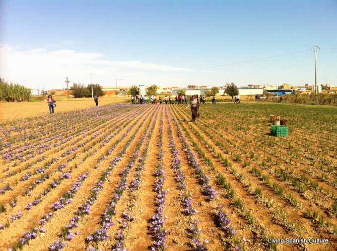 Harvesting of the saffron (5)