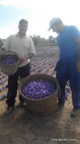 Harvesting of the saffron (6)