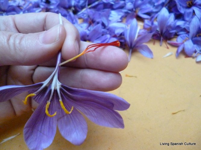 Stigmas of the saffron