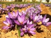 The saffron flower (1)
